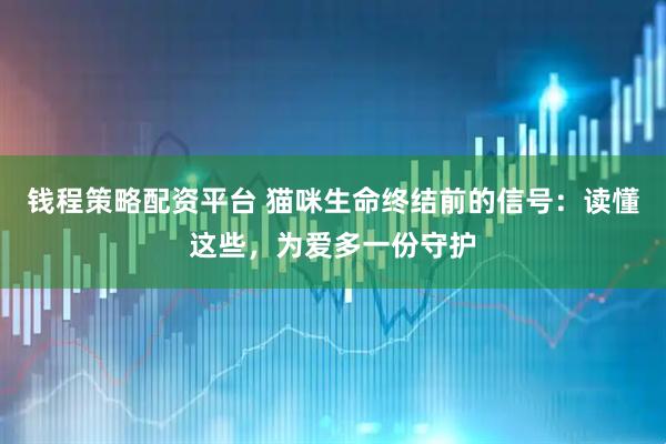 钱程策略配资平台 猫咪生命终结前的信号：读懂这些，为爱多一份守护
